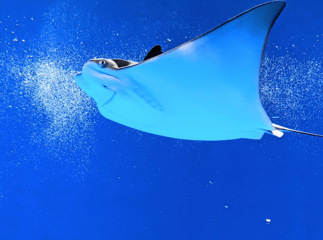Manta Pacific Layer: Revolutionizing Blockchain Privacy