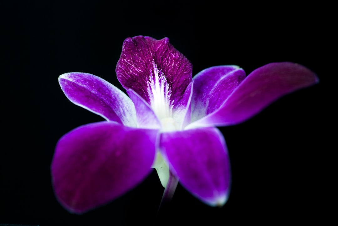 Orchid VPN Protocol: Boosting Cryptocurrency Privacy & Security