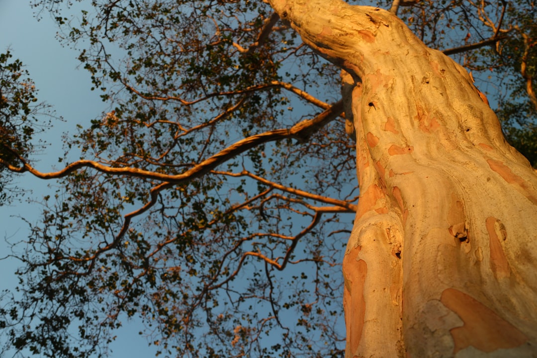 The Commitment Tree: A Revolutionary Approach to Cryptocurrency Privacy