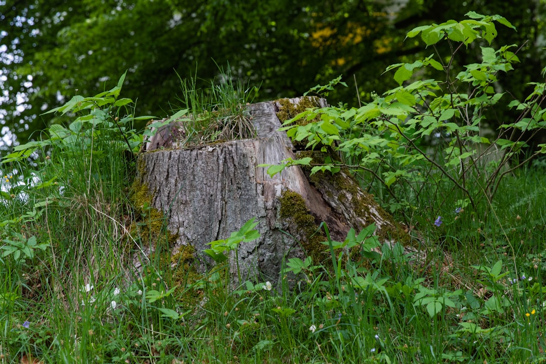 Understanding Merkle Tree Deposits: Enhancing Cryptocurrency Privacy